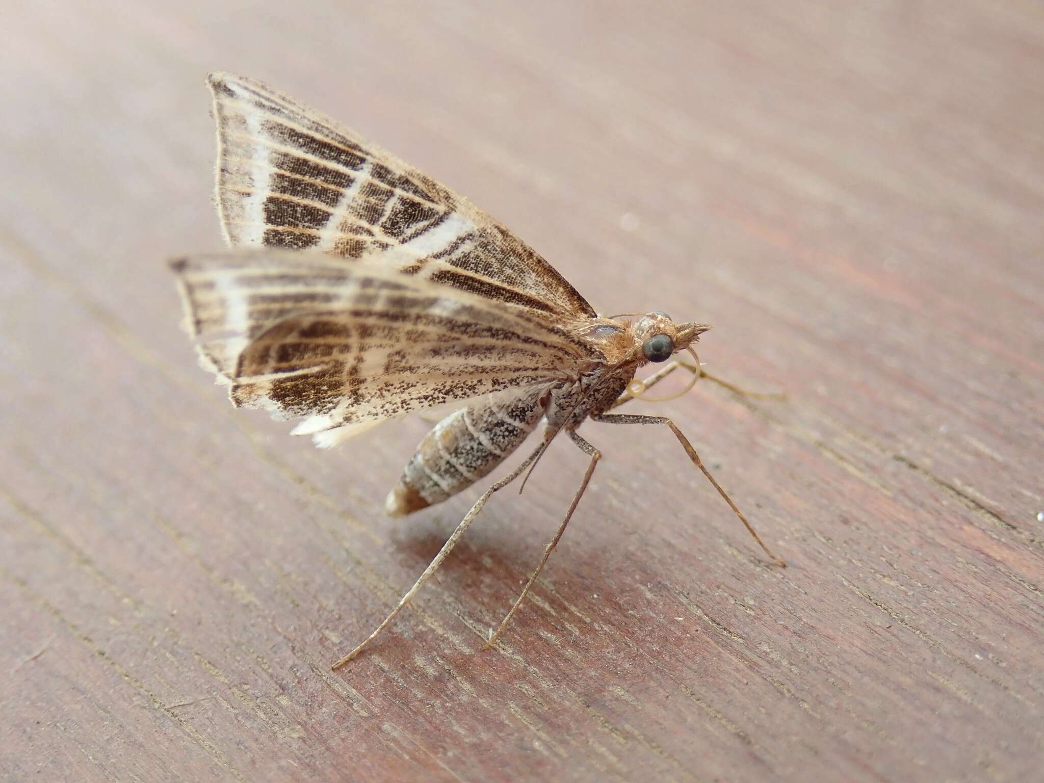 Image of Phrataria transcissata Walker 1862