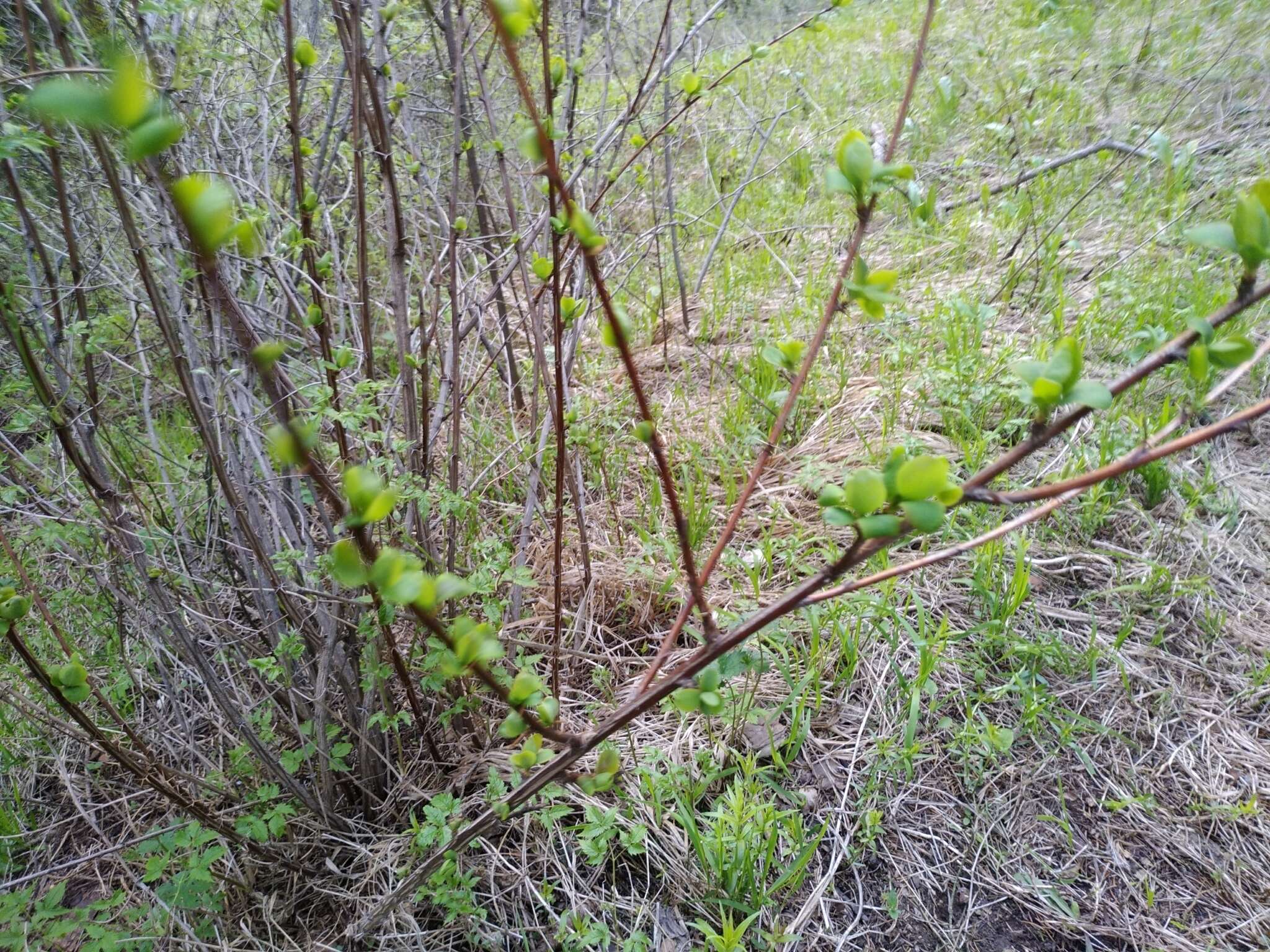 Imagem de Berberis heteropoda Schrenk