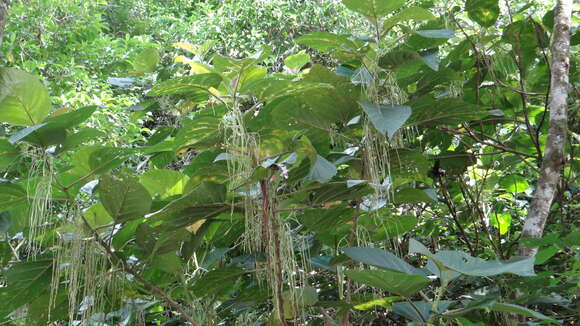 Image of Myriocarpa longipes Liebm.