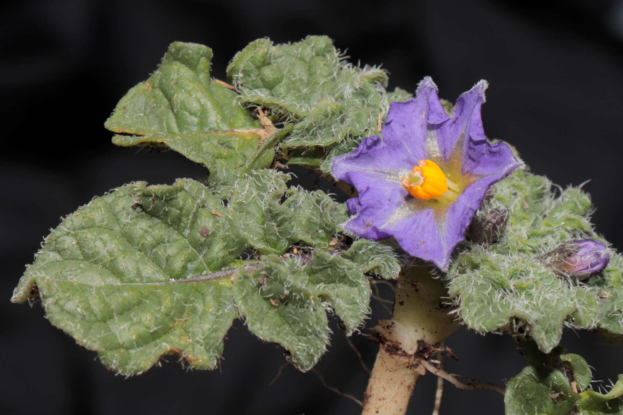 Image of Solanum acaule Bitter