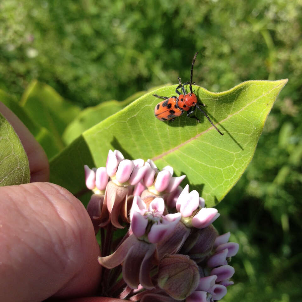 Image of Red Milkweed Beetle