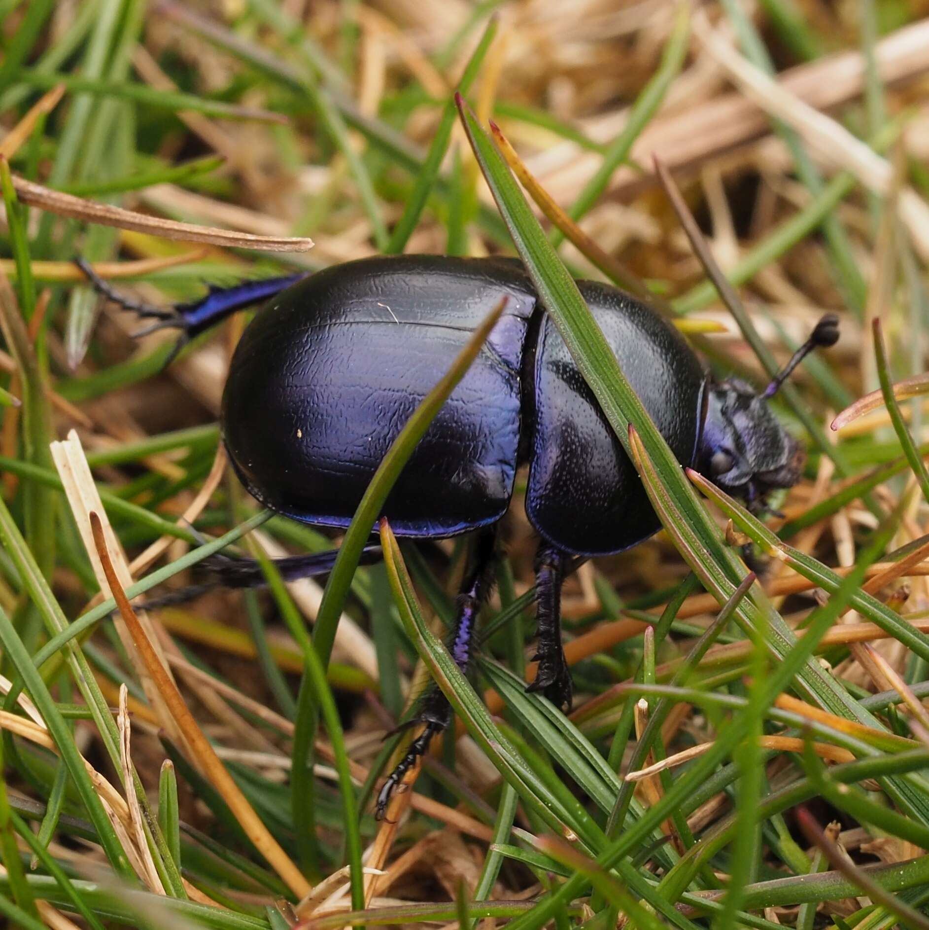 Image of Trypocopris vernalis (Linnaeus 1758)