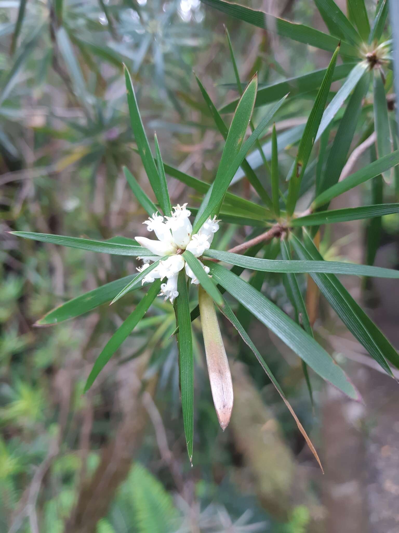 Plancia ëd Cyathodes platystoma C. M. Weiller