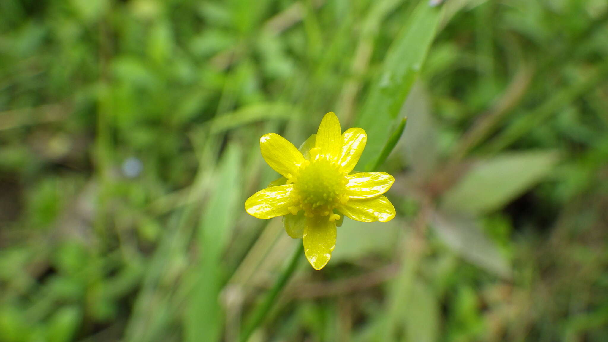 Image of waterplantain spearwort