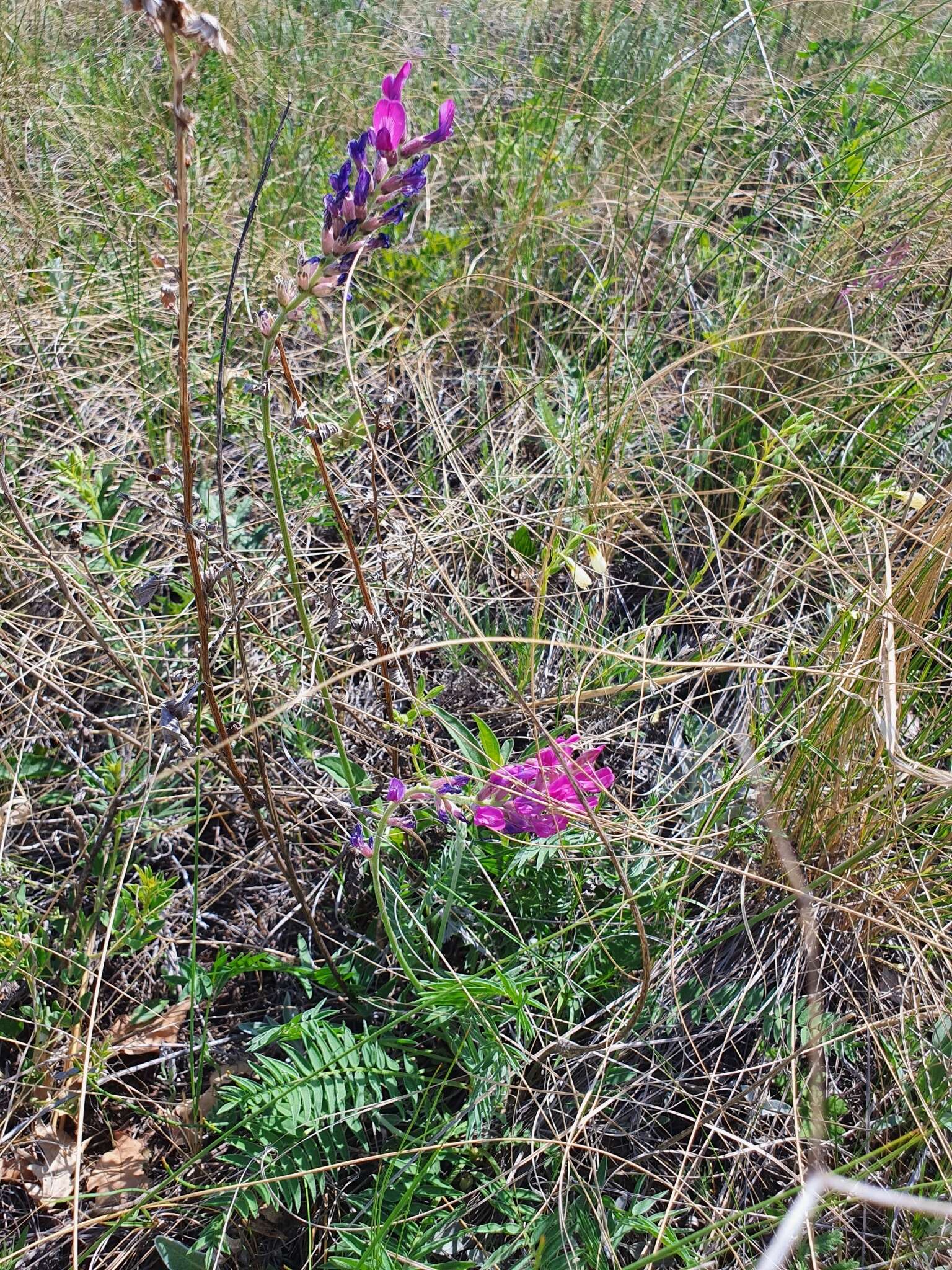 Image of Oxytropis knjazevii