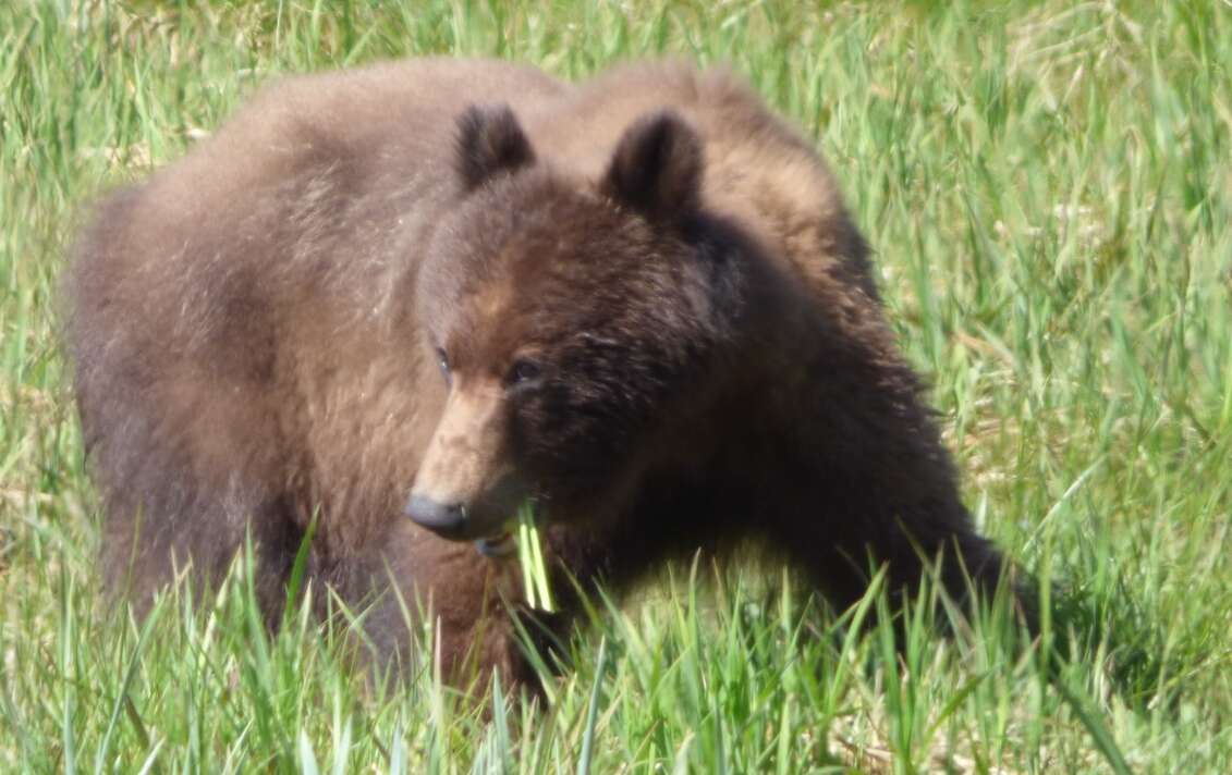 Sivun Karhu kuva