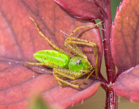 Image of Green Lynx