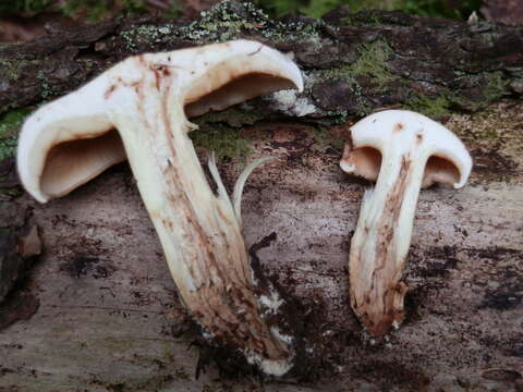 Image de Tricholoma transmutans (Peck) Sacc. 1887