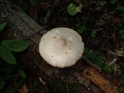 Image of Pluteus leucoborealis Justo, E. F. Malysheva, Bulyonk. & Minnis 2014