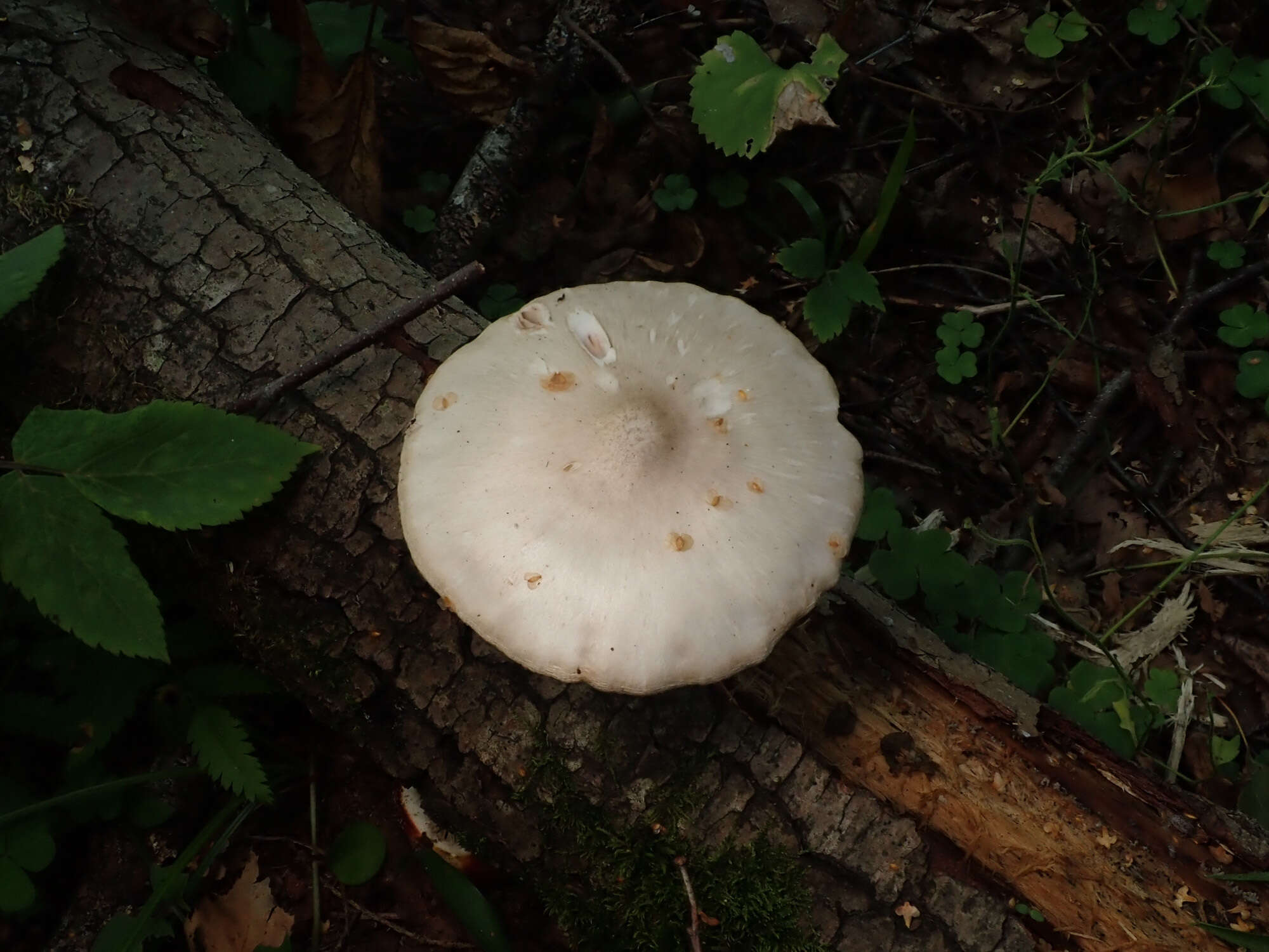 Image of Pluteus leucoborealis Justo, E. F. Malysheva, Bulyonk. & Minnis 2014