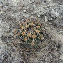 Image of Coryphantha vaupeliana Boed.