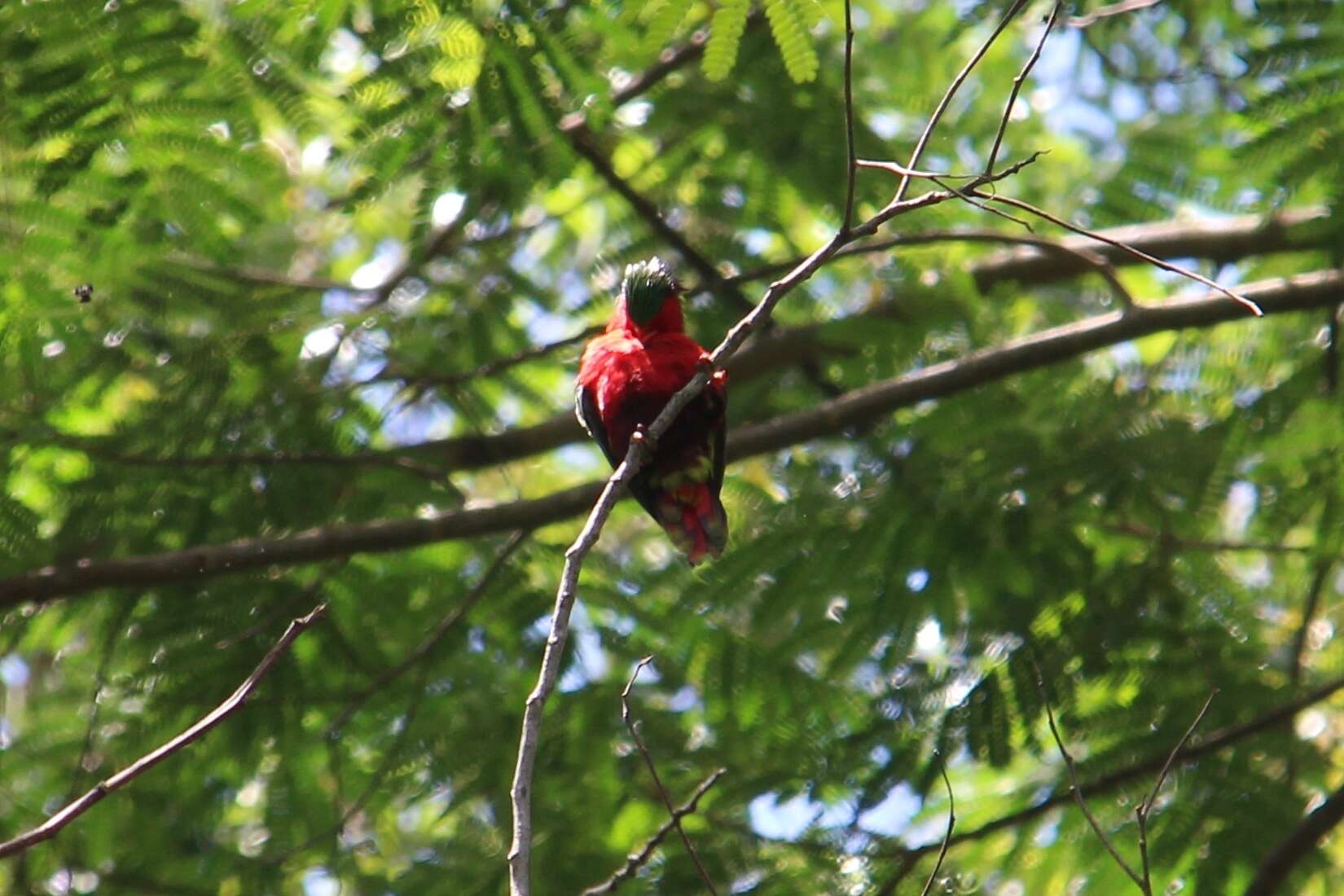 Image of Kuhl's Lorikeet