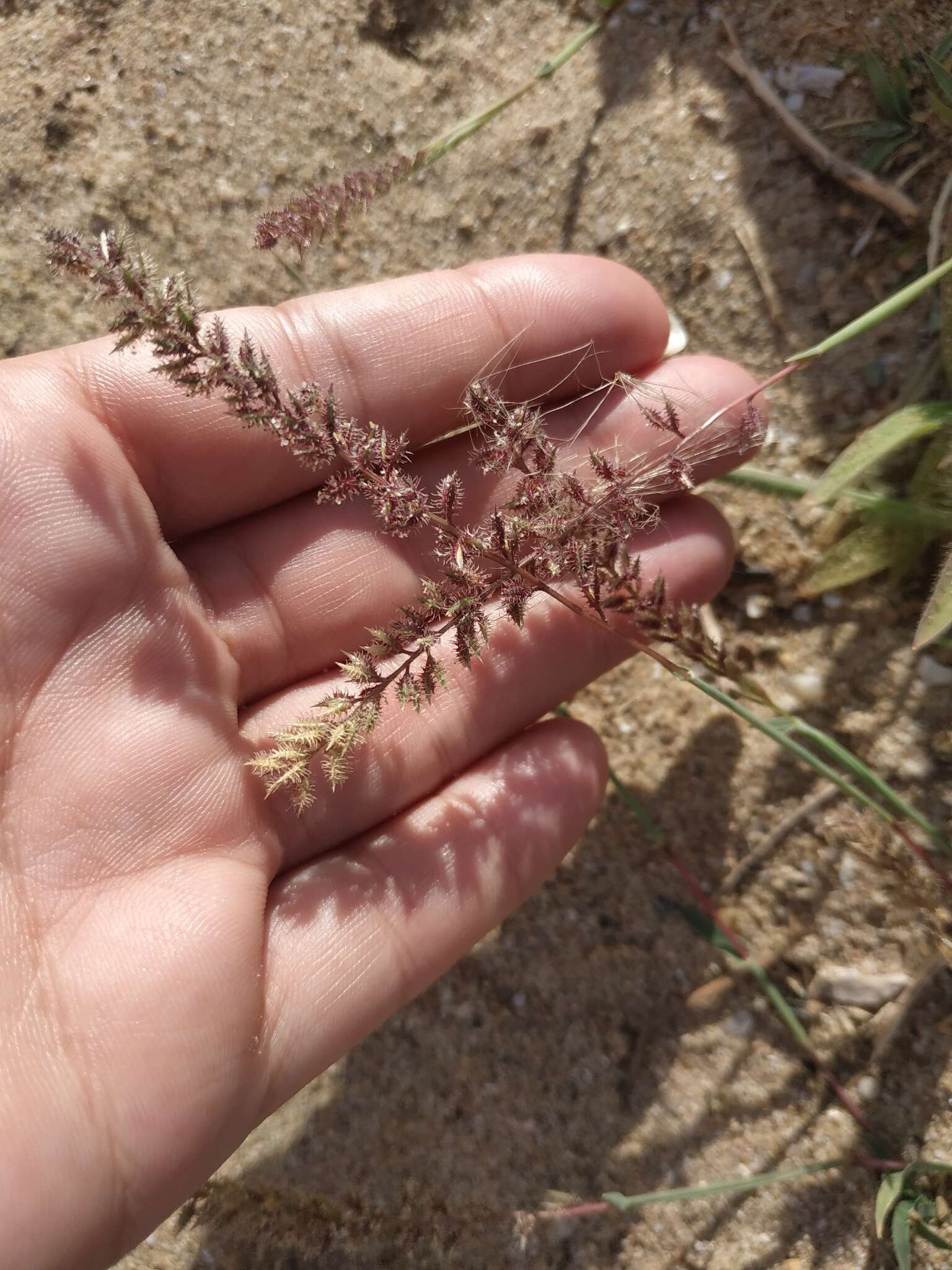 Image of stalked bur grass