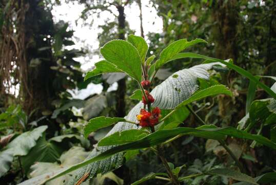 Image of Drymonia teuscheri (Raymond) J. L. Clark