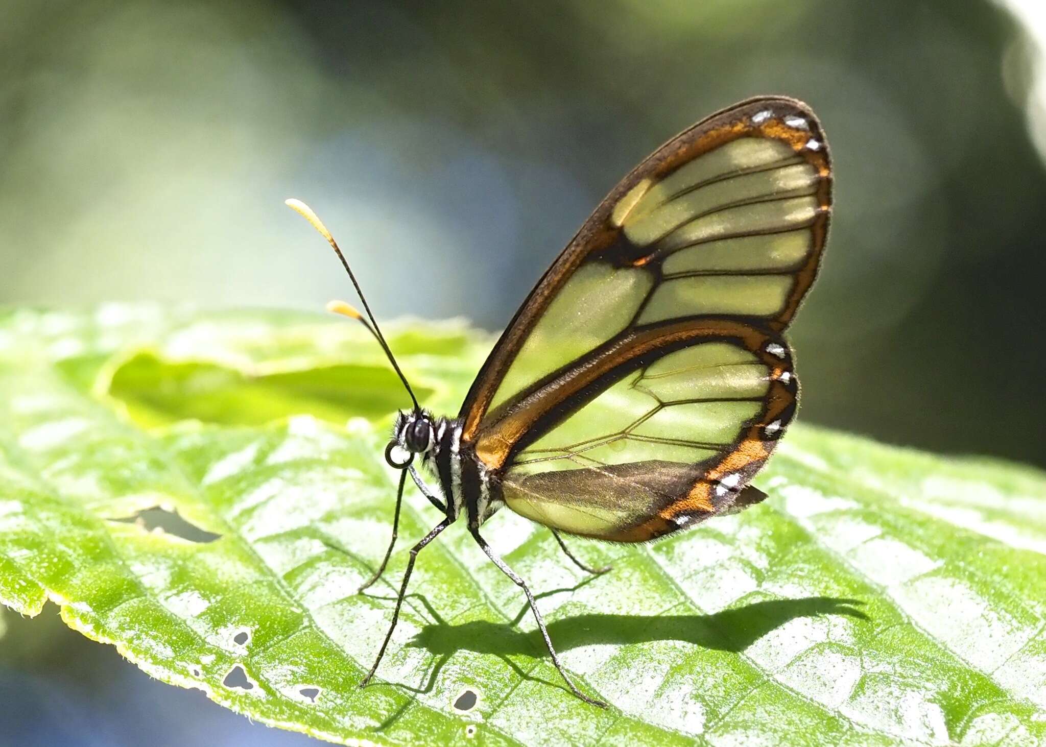 Image of <i>Pteronymia ozia tanampaya</i>