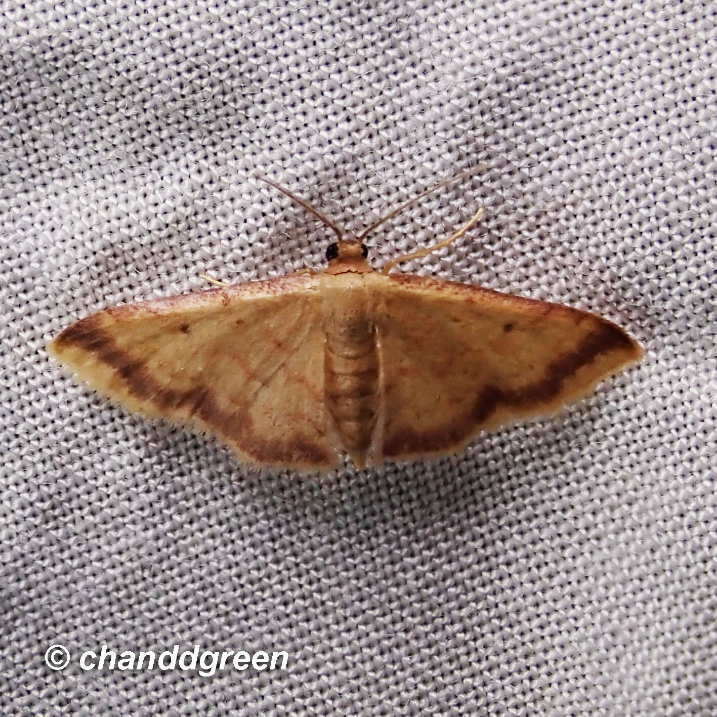 Image of Idaea impexa Butler 1879