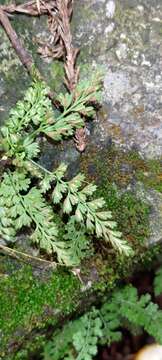 Image of Asplenium laciniatum subsp. tenuicaule (Hayata) Fraser-Jenk.