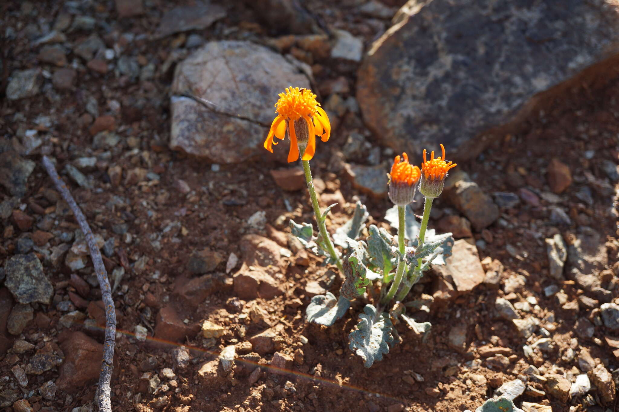 Image of flame ragwort