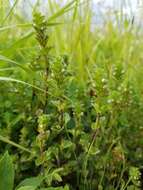 Image of arctic eyebright