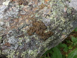 Image of Blistered rock tripe lichen