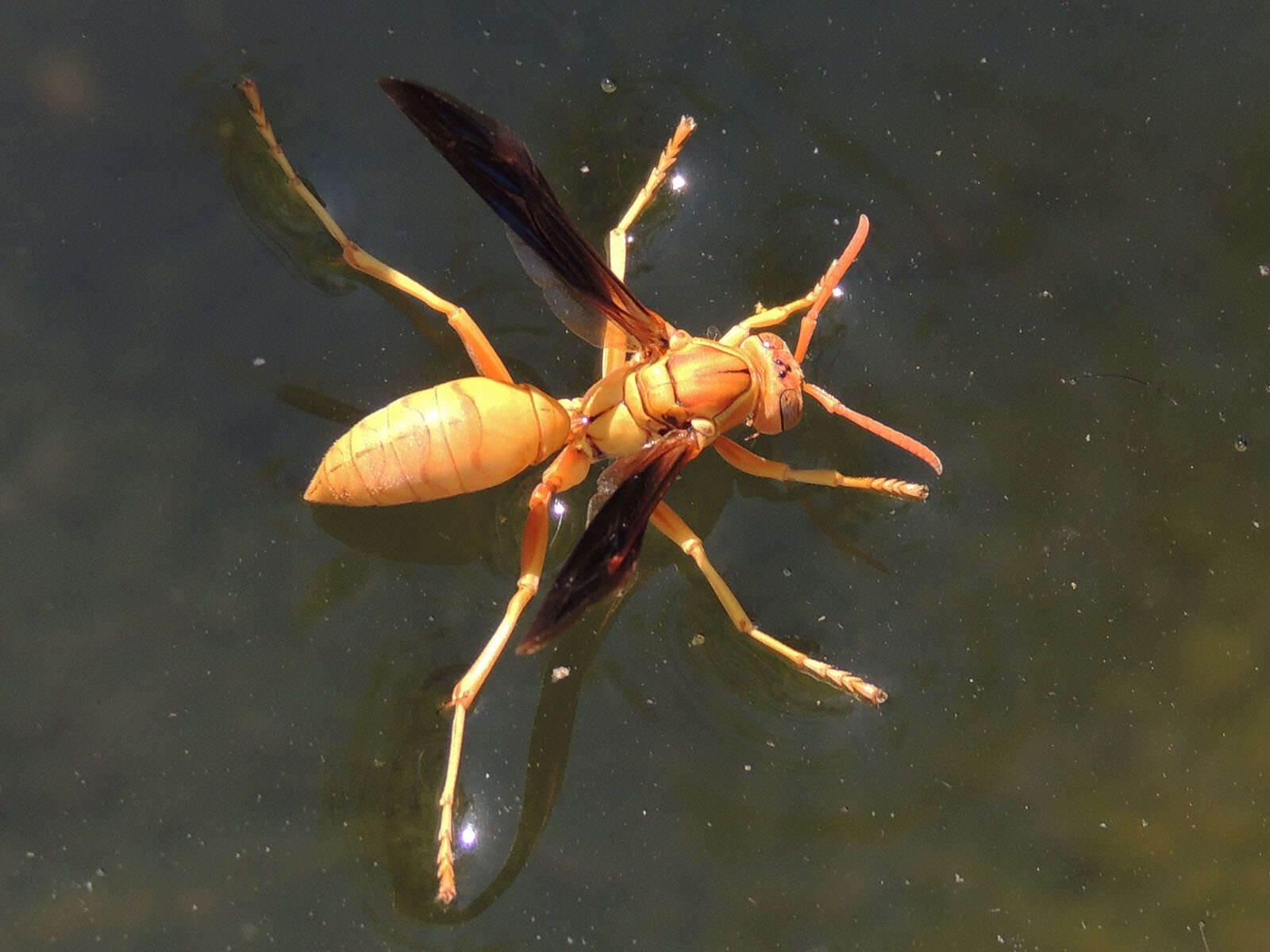 Слика од Polistes flavus Cresson 1868