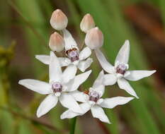 Image of Florida milkweed