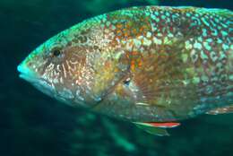 Image of Brown spotted wrasse