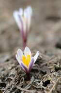 Image of Colchicum kesselringii Regel