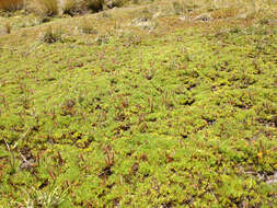 Imagem de Drosera arcturi Hook.