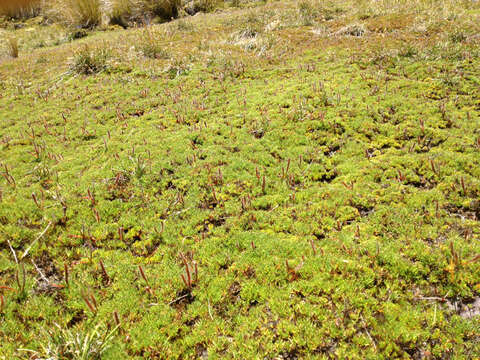 Image of Drosera arcturi Hook.