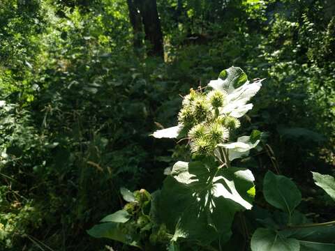 Sivun Arctium leiospermum Juz. & C. Sergievsk. kuva