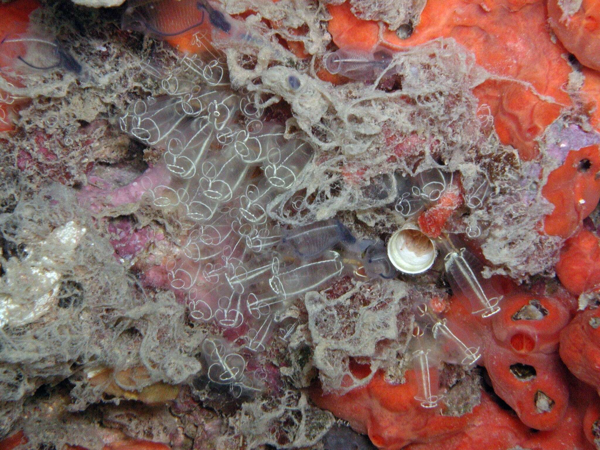 Image of bluestriped light bulb tunicate