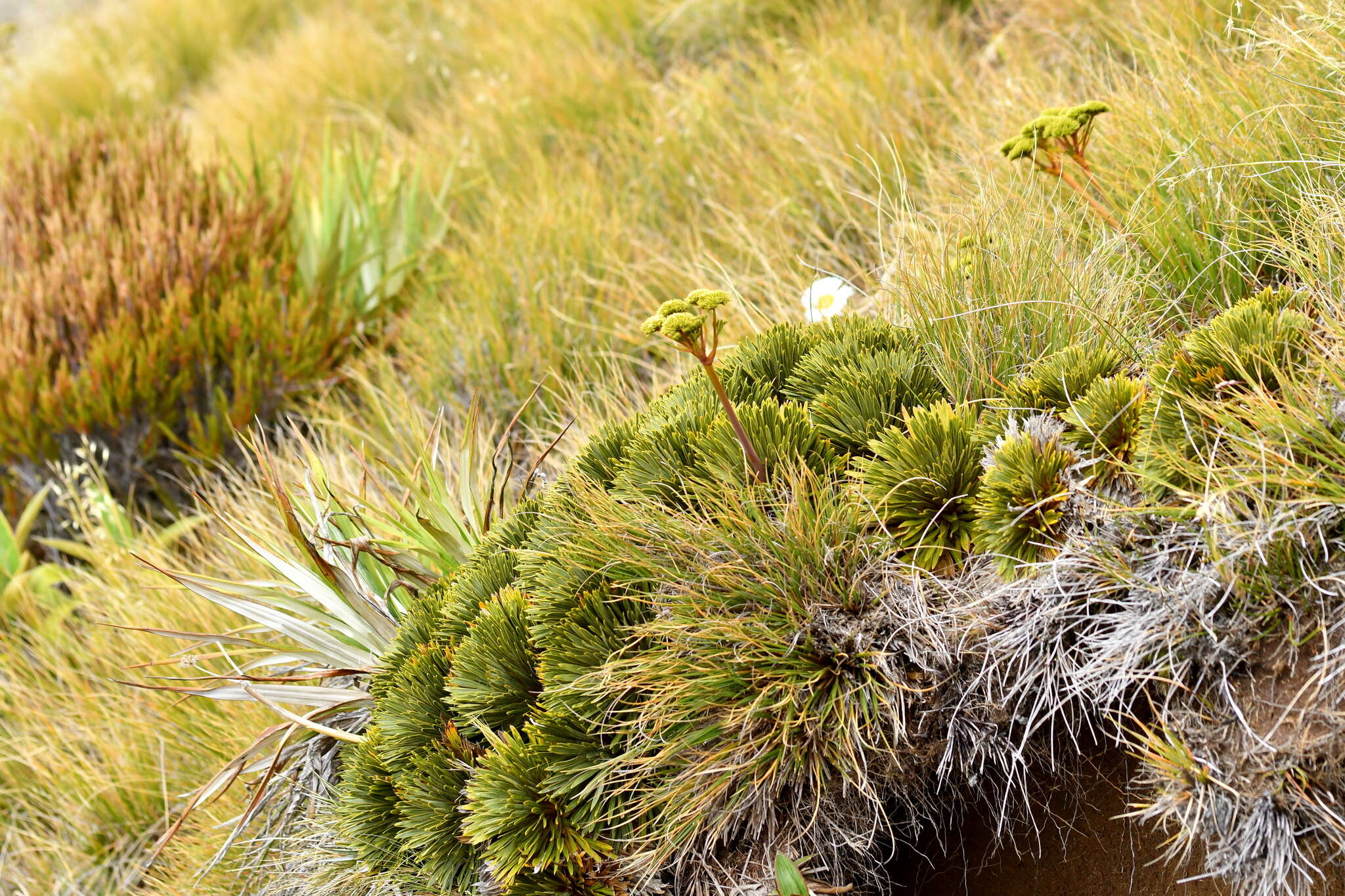 Image of Aciphylla crosby-smithii Petrie