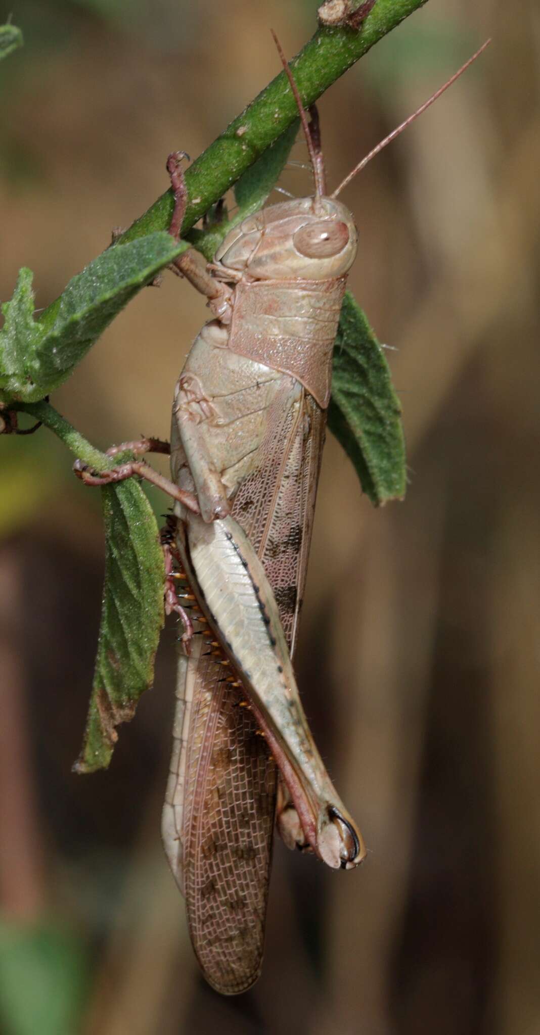 Austracris basalis (Walker & F. 1870) resmi