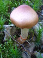 Image of Cortinarius armillatus (Fr.) Fr. 1838