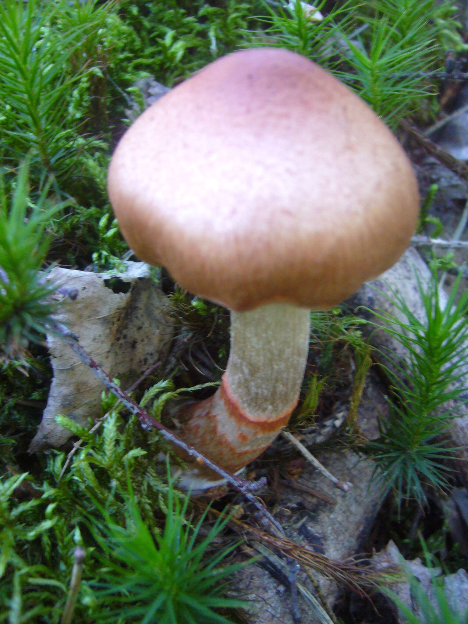 Image of Cortinarius armillatus (Fr.) Fr. 1838