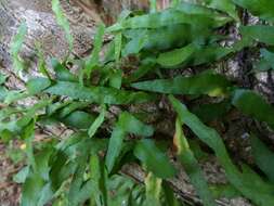 Image of clinging snakefern