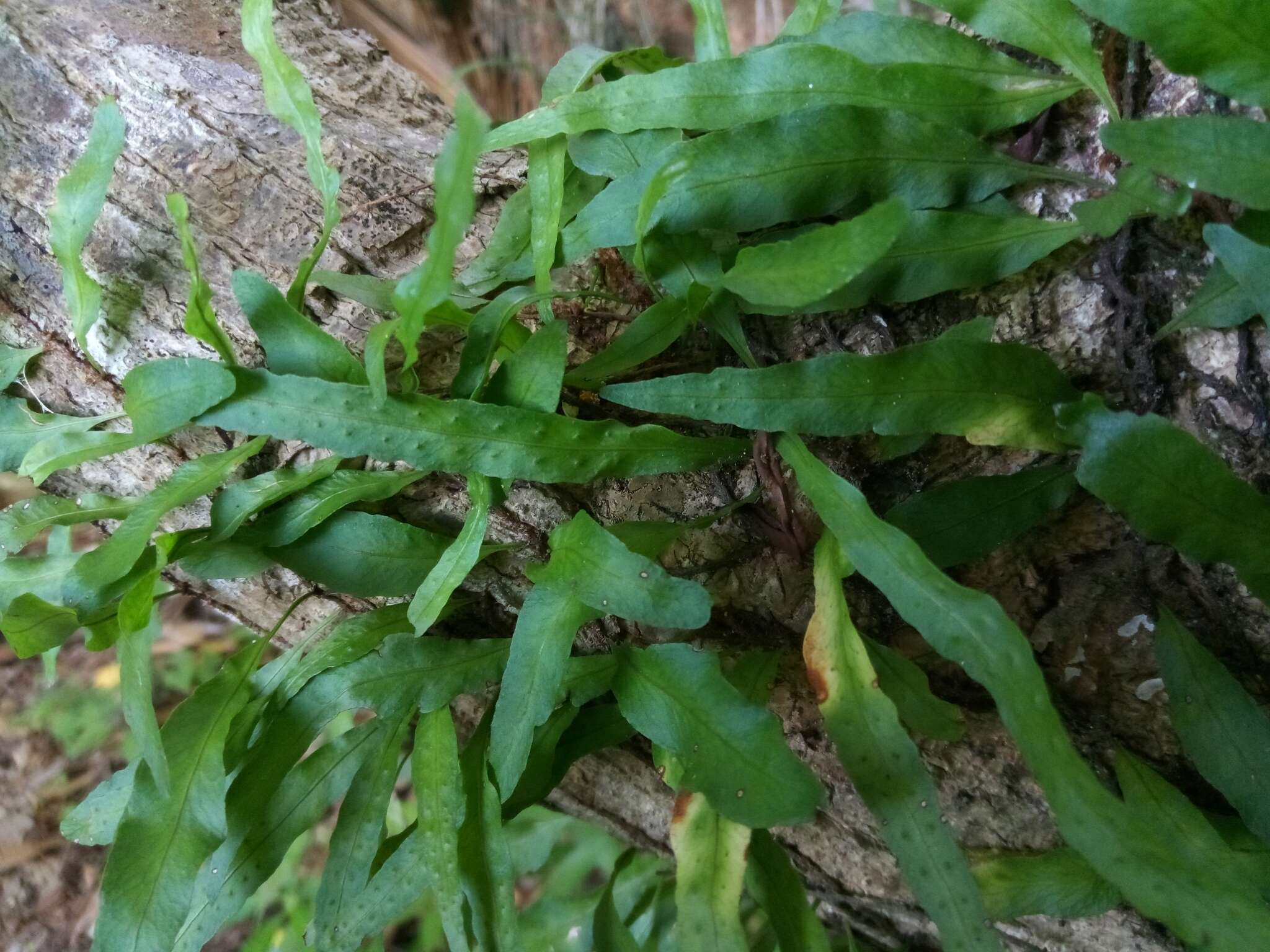 Image de Microgramma heterophylla (L.) Wherry