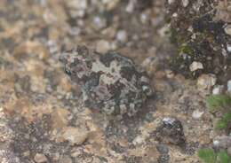 Image of Günther’s toad or rock toad