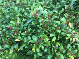 Image of Skimmia