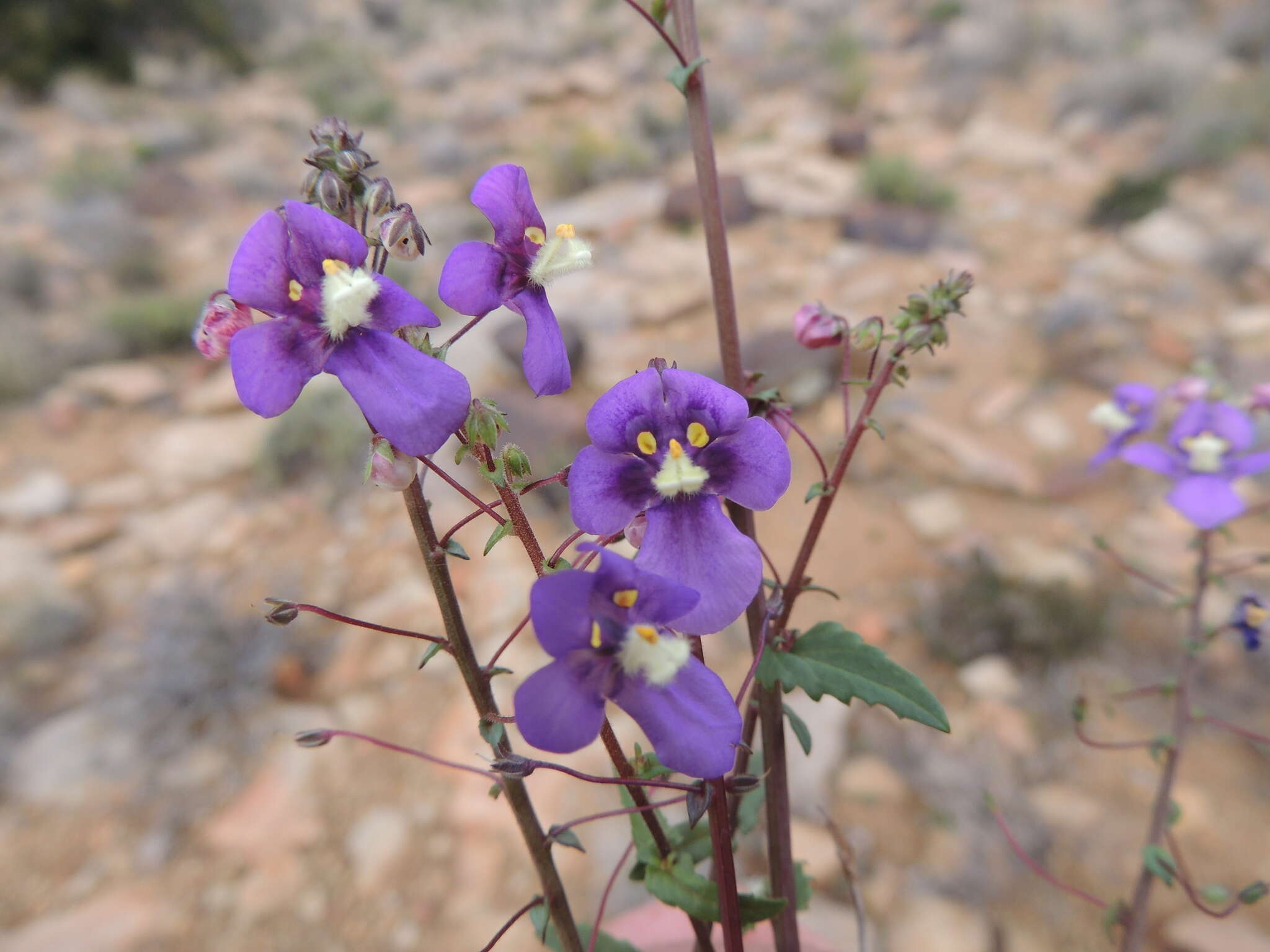 Image of Diascia alonsooides Benth.