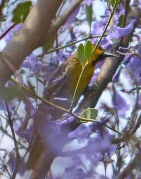 Image of Black-backed Oriole