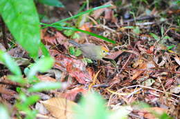 Imagem de Cyanoderma ruficeps (Blyth 1847)