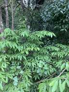 Image of Common forest ochna