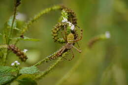 Image of Oval St Andrew's Cross Spider