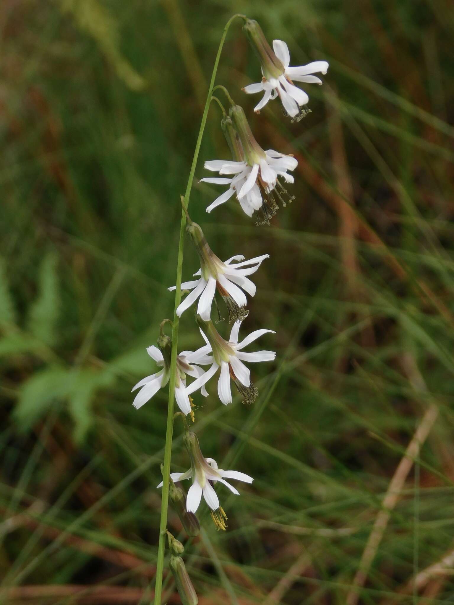 Image de Nabalus autumnalis (Walt.) Weakley