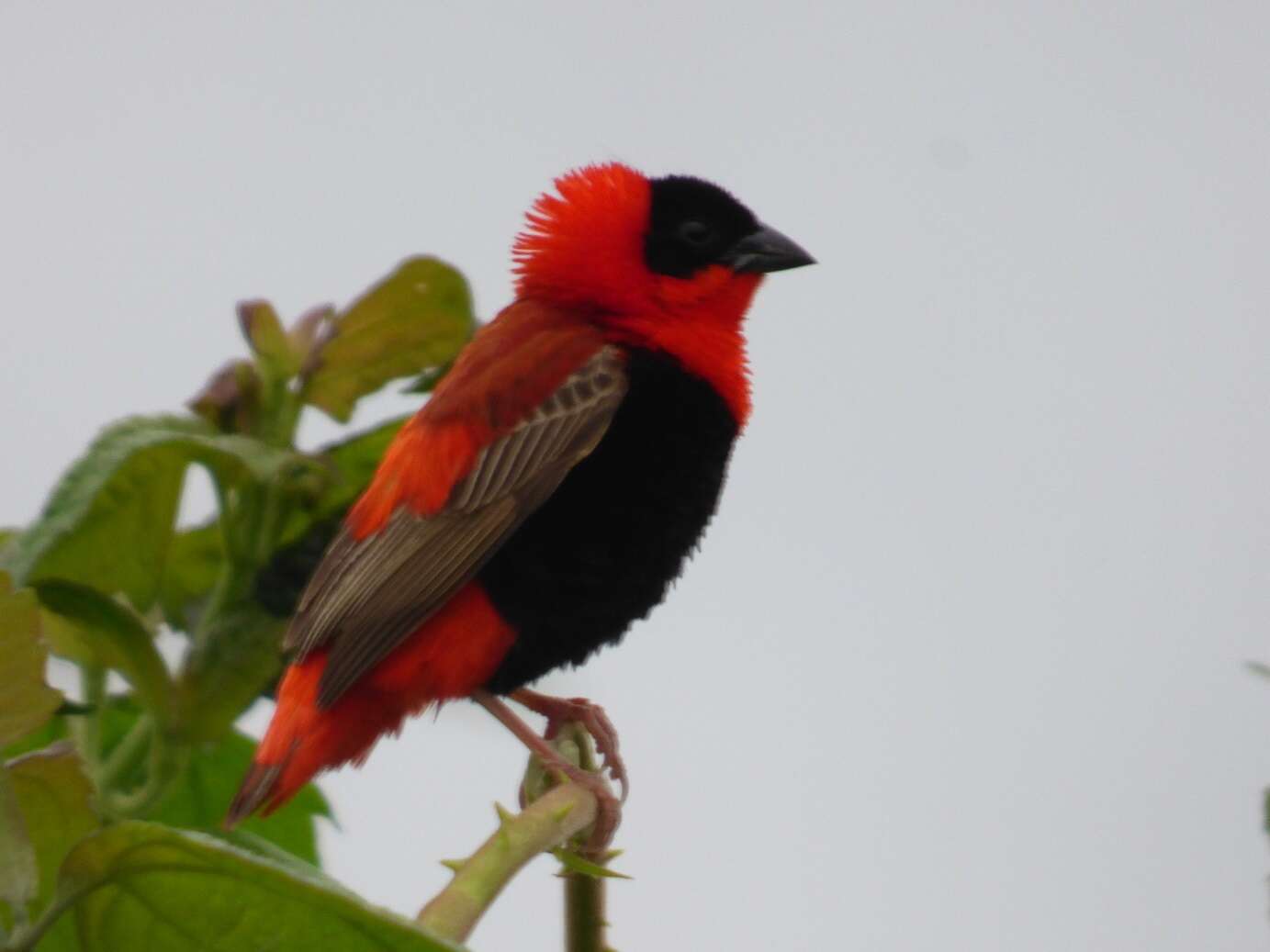 Image of Northern Red Bishop