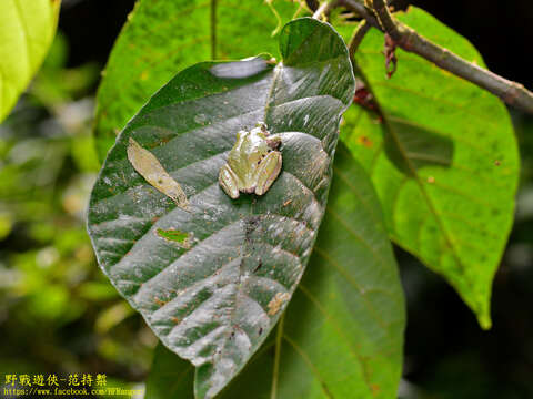 Image of Eiffinger's Tree Frog