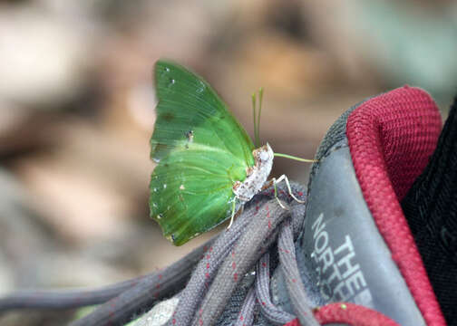 Image of <i>Charaxes <i>eupale</i></i> eupale