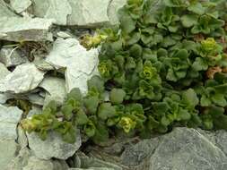 Слика од Ourisia caespitosa Hook. fil.